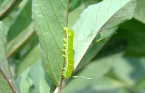 油菜的病虫害防治方法