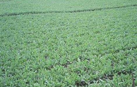 紫菀怎么种植 紫菀怎么种植视频