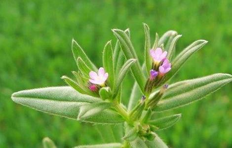 紫草栽培管理要点 紫草栽培管理要点