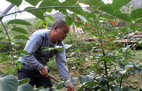 钩藤的种植技术