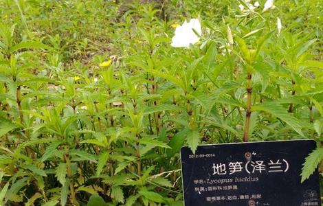 泽兰的种植技术 泽兰生长环境