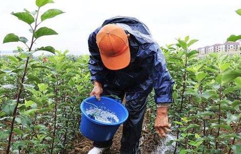 微量元素肥 施用 注意事项