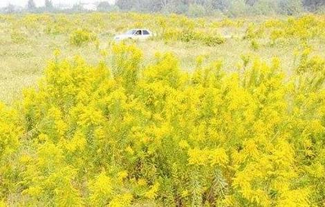 一枝黄花的种植技术