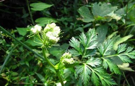 川芎 田间管理 要点