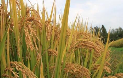水稻种子发芽率低的原因（水稻种子发芽率低的原因有哪些）