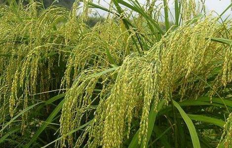 粳米种植技术（粳米种植技术视频）
