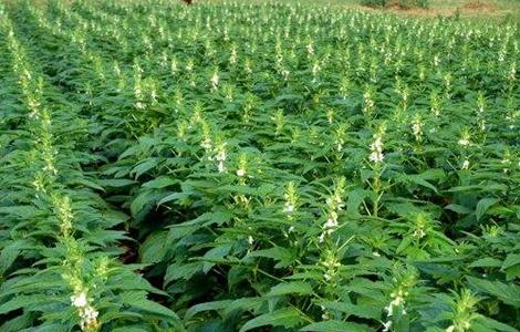 芝麻 高产 田间管理