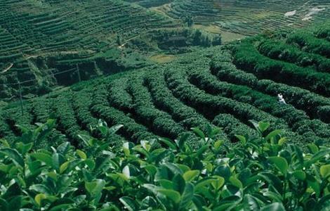茶叶种植的注意事项 茶叶种植的注意事项和要求