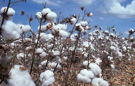 棉花 生长环境 种植条件