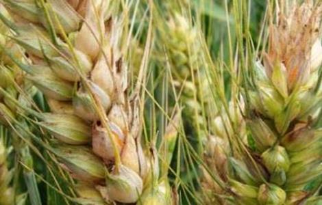小麦赤霉病防治措施