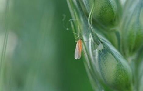 小麦吸浆虫防治技术 小麦吸浆虫防治技术研究方法