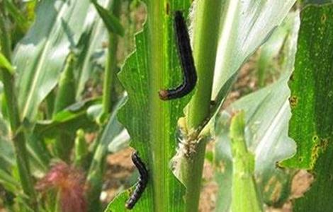 玉米粘虫防控不佳原因及正确防控措施