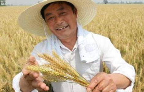 小麦选种方法和技巧