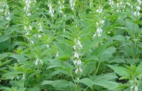 春芝麻 种植时间 管理