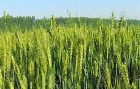 春小麦产量低的原因 春小麦产量高吗