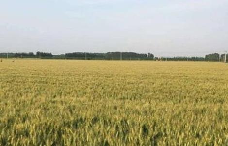 影响 小麦高产 因素