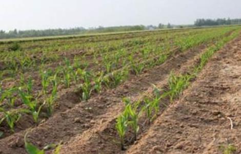 玉米出苗不齐原因及预防措施