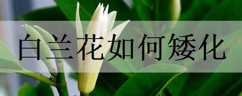 白兰花如何矮化（白兰花矮化的方法）