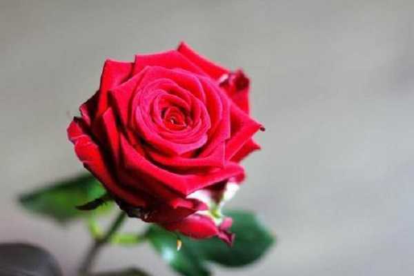 玫瑰是什么植物，玫瑰的功效与作用（玫瑰花的功效与作用花）