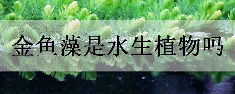 金鱼藻是水生植物吗 金鱼藻属于水生植物吗