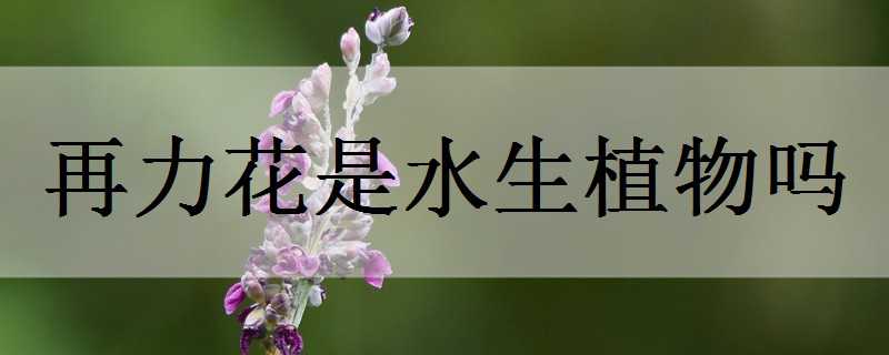 再力花是水生植物吗 再力花可以种在水中吗