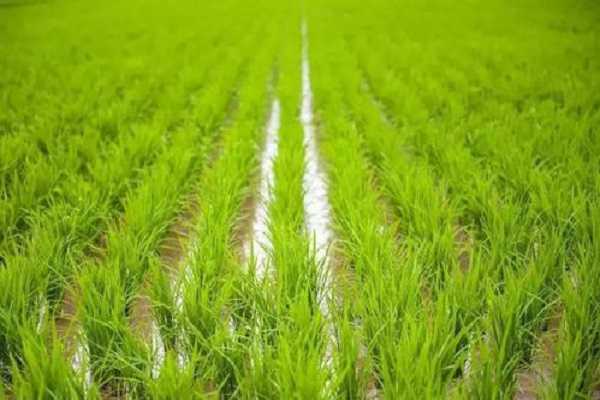 水稻是水生植物吗，生长过程整理 水稻的生长环境是什么