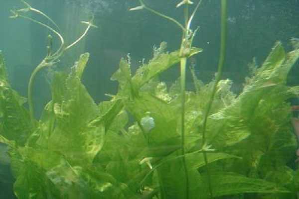 水下植物有哪些，养殖方法是什么（水里养殖的植物有哪些）