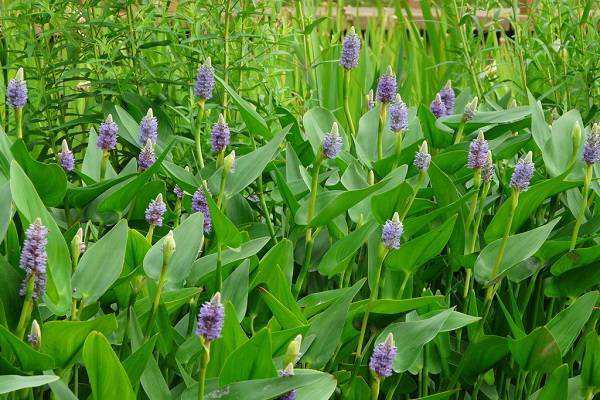 盆栽梭鱼草只长叶子不开花怎么办（梭鱼草的花期）