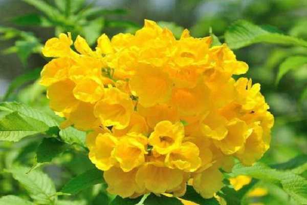 金钟花和迎春花的区别都是什么 金钟花是迎春花吗