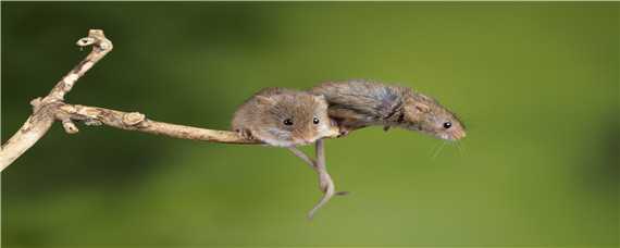 老鼠的繁殖周期