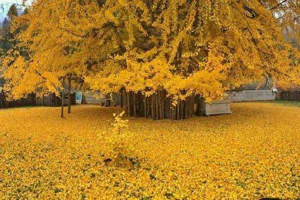 银杏树会开花吗 什么时候开花结果