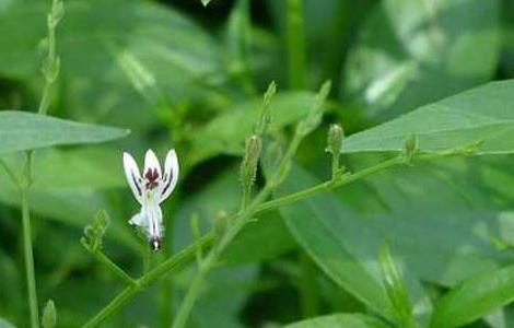 穿心莲种植技术