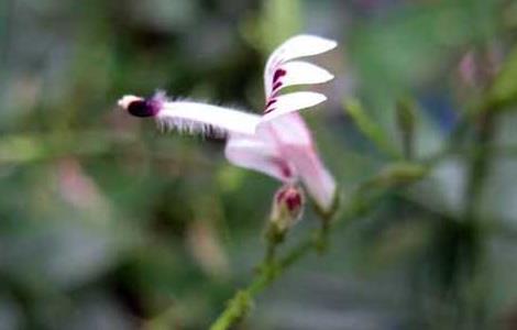 穿心莲种植技术