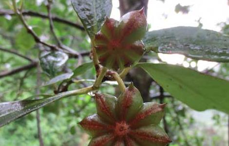 八角树种植技术