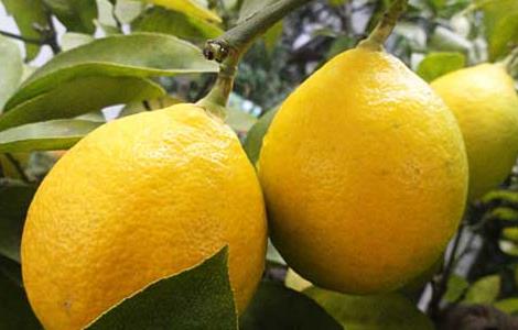 柠檬树繁殖技术（柠檬树繁殖技术与管理）