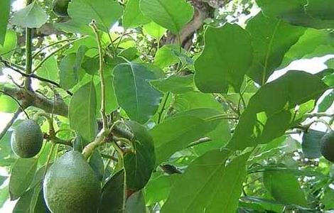 牛油果种植条件