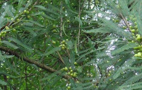 橄榄树种植技术