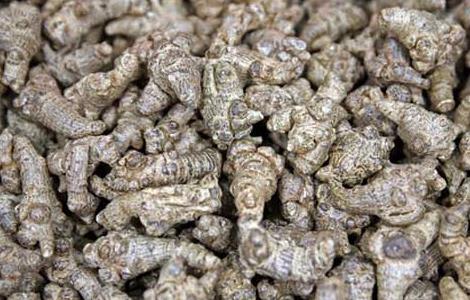 三七头数多好还是少好 三七头多的好还是少的好