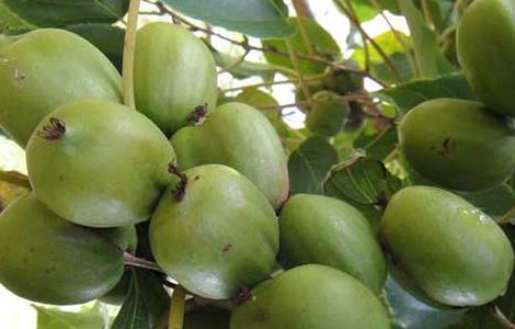 软枣猕猴桃种植技术 伊赛软枣猕猴桃种植技术