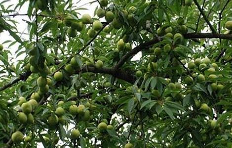 李子树的日常养护和管理要点 李子树的日常养护和管理要点是什么