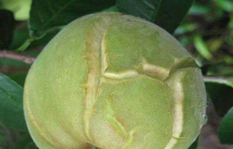 桃子裂果的原因及预防措施 桃子裂果的原因及预防措施有哪些