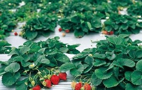 草莓着色不佳的原因和解决方法