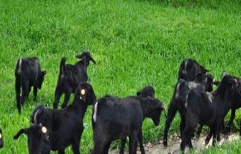 黑山羊的养殖技术 黑山羊的养殖技术和管理