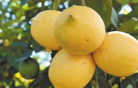 柠檬的常见病虫害及防治 柠檬的常见病虫害及防治措施
