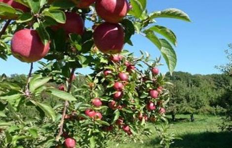 苹果 种植 方法