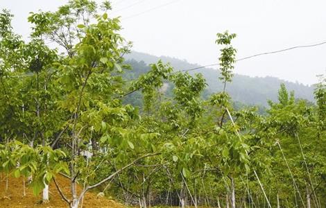 核桃 提高产量 方法