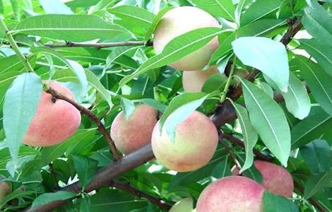 桃子 提高品质 方法