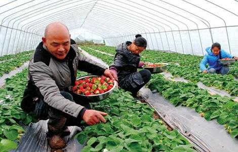 高产 草莓 栽培技术