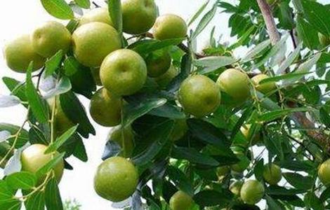 酸枣的种植方法 酸枣的种植方法视频