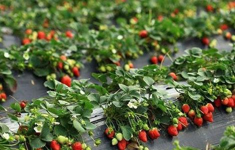 草莓水肥管理技术 草莓水肥管理技术要点